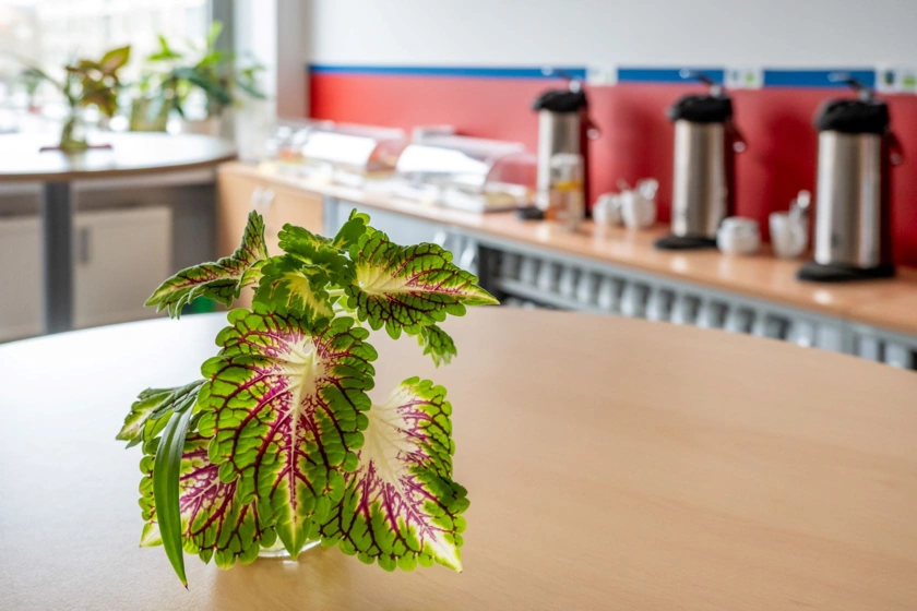 Im Vordergrund ein Bistrotisch mit einer Zimmerpflanze. Im Hintergrund ein ein Sideboard mit Pausenverpflegung für Seminarteilnehmende.